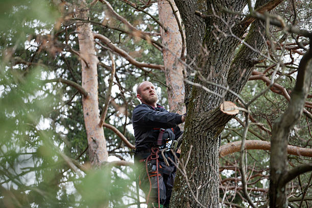 Best Tree Removal  in Russellville, AL