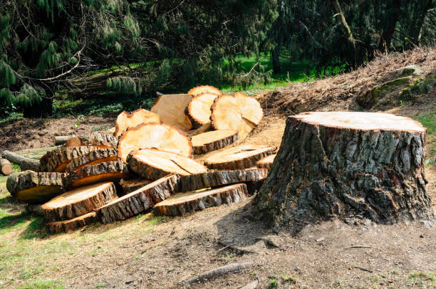 Best Hazardous Tree Removal  in Russellville, AL
